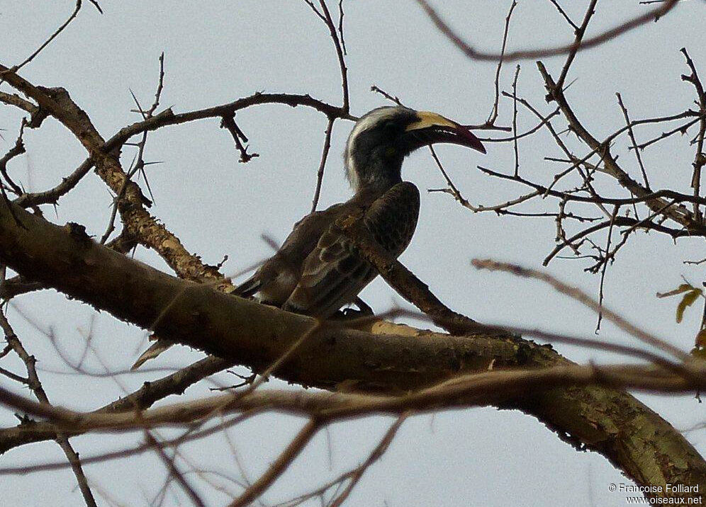 African Grey Hornbill