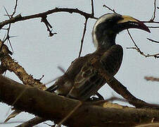 African Grey Hornbill