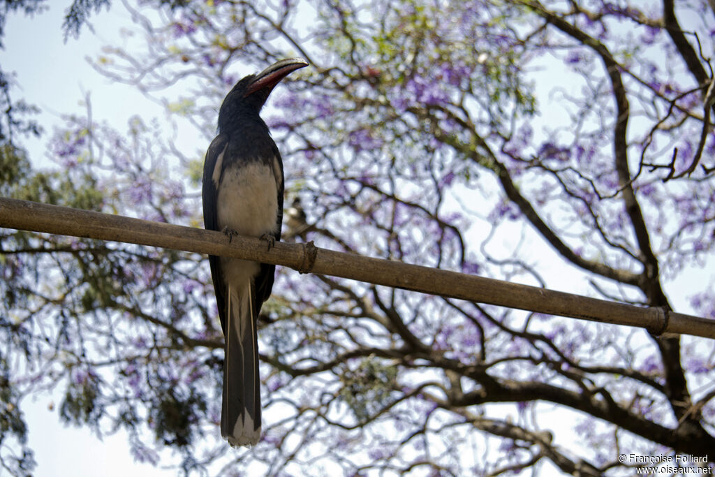 Hemprich's Hornbill