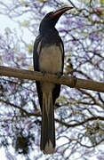 Hemprich's Hornbill