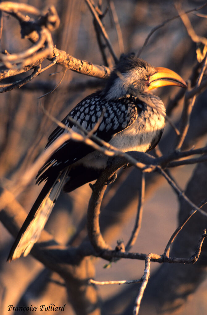 Southern Yellow-billed Hornbilladult, identification