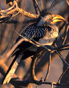 Southern Yellow-billed Hornbill