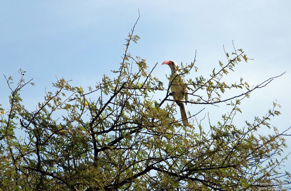 Western Red-billed Hornbill, identification