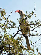 Western Red-billed Hornbill