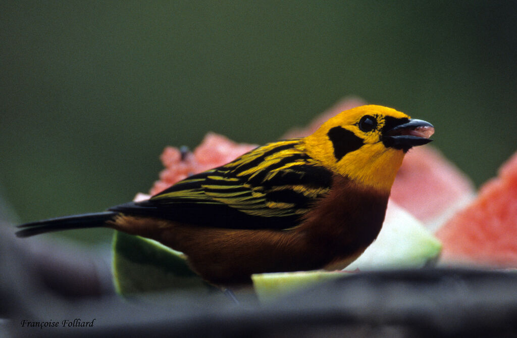 Calliste doréadulte, identification