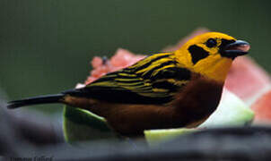 Golden Tanager