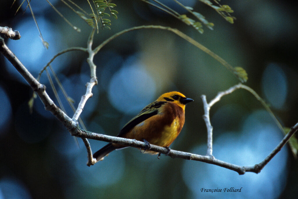 Golden Tanager, identification