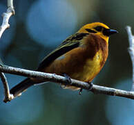 Golden Tanager