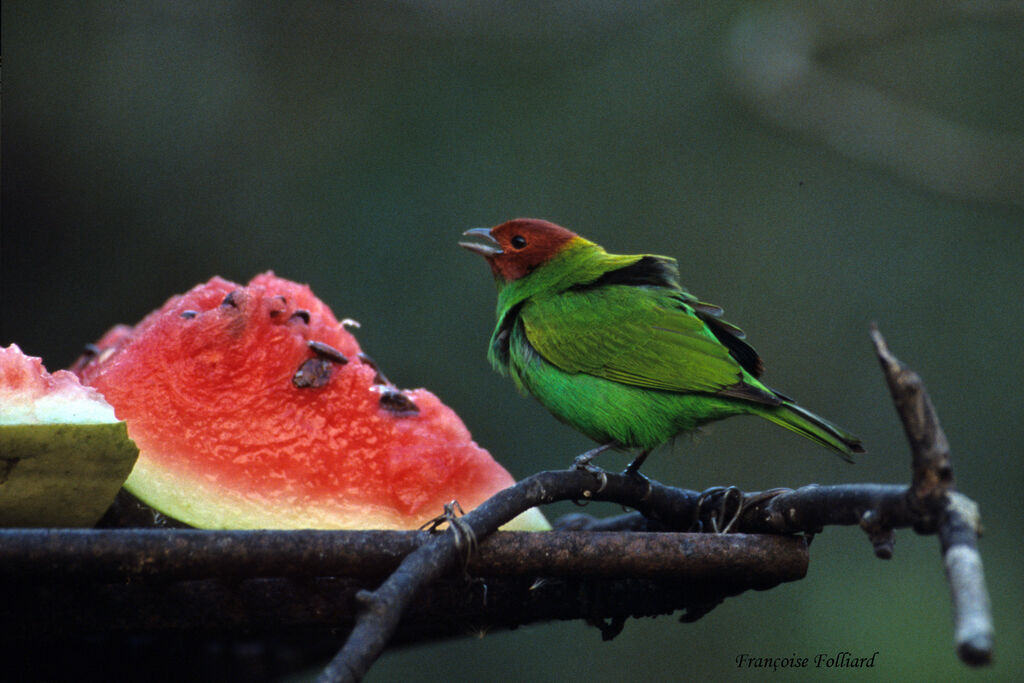 Bay-headed Tanager, identification