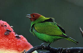 Bay-headed Tanager