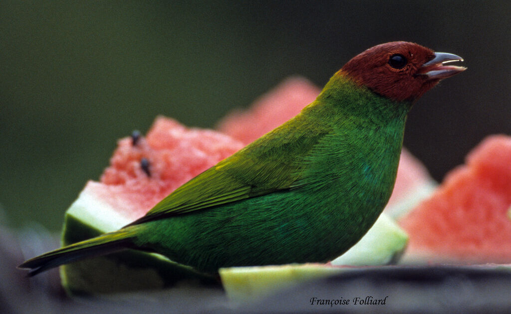 Calliste rouverdin, identification