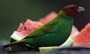 Bay-headed Tanager