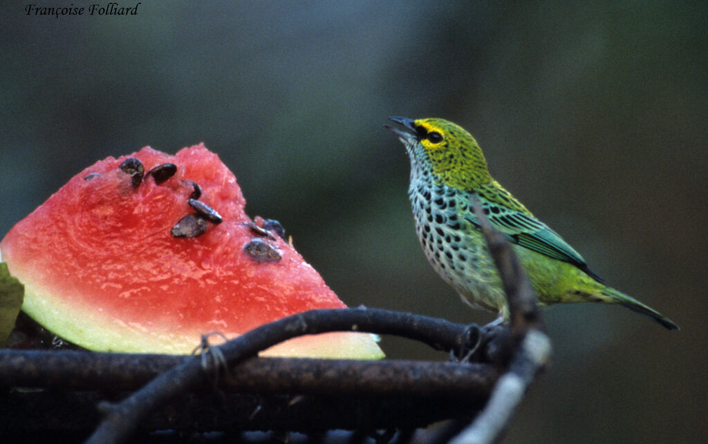 Calliste tiqueté, identification