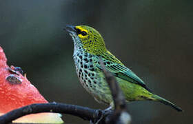 Speckled Tanager