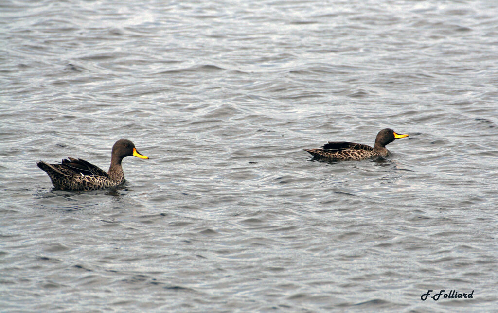 Canard à bec jauneadulte, identification