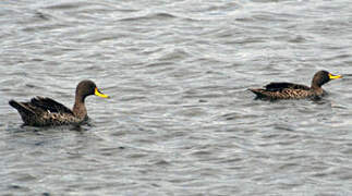 Canard à bec jaune