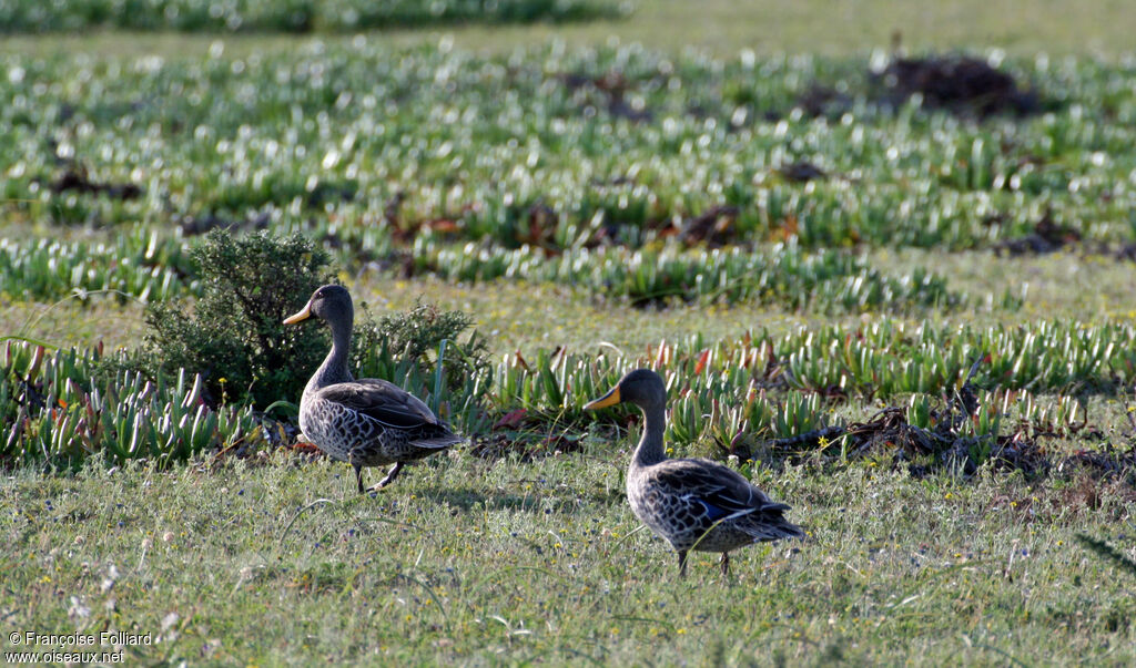 Canard à bec jaune , identification