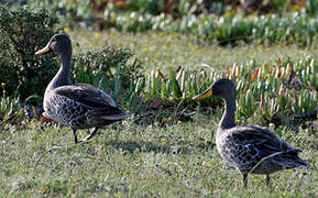 Yellow-billed Duck