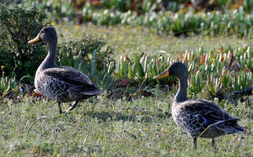 Canard à bec jaune