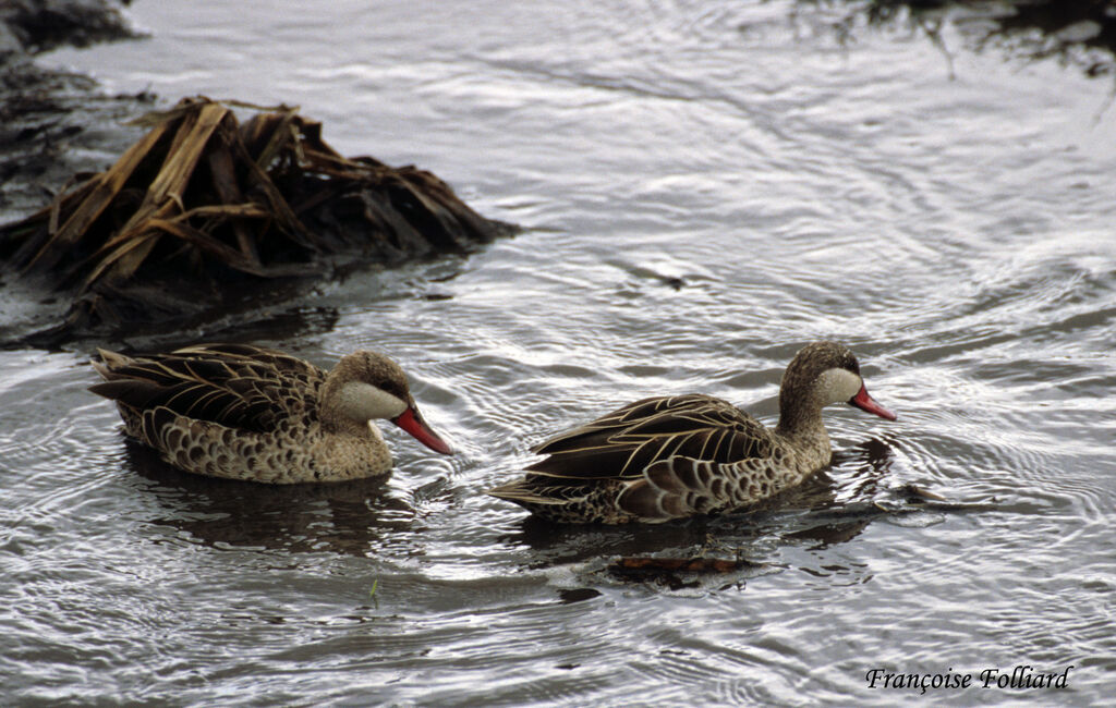 Red-billed Tealadult, identification