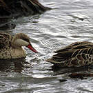 Canard à bec rouge