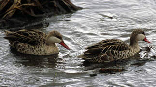 Red-billed Teal