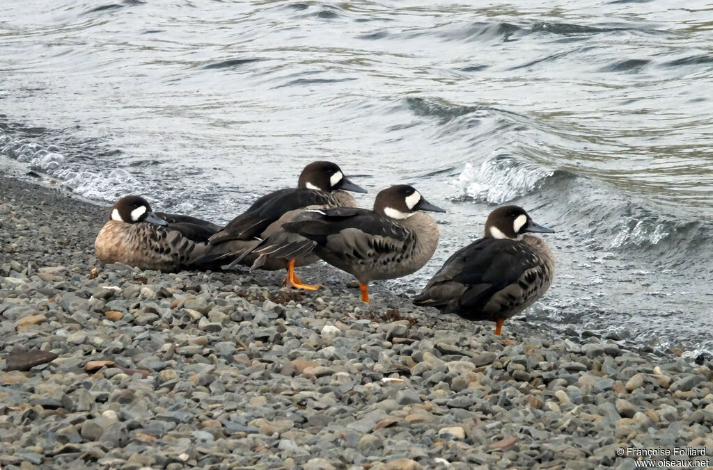 Canard à lunettes