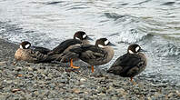 Canard à lunettes