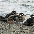 Canard à lunettes