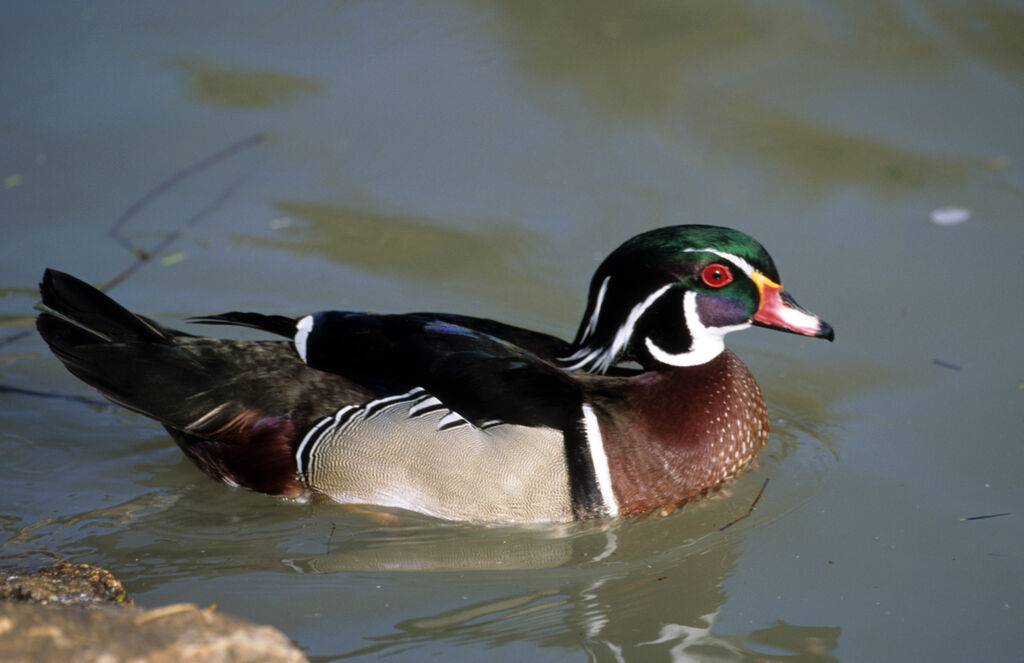 Wood Duckadult, identification