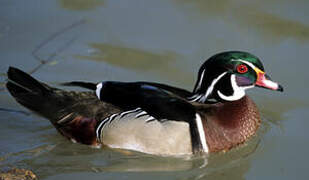 Wood Duck