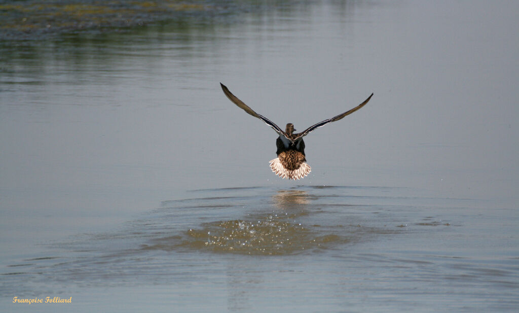 Canard colvert femelle adulte, Vol