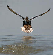 Canard colvert