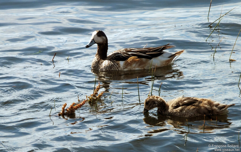 Chiloe Wigeon