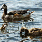 Canard de Chiloé