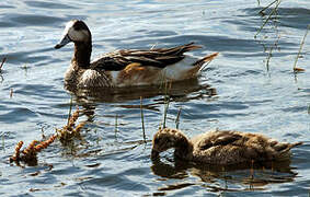 Chiloe Wigeon