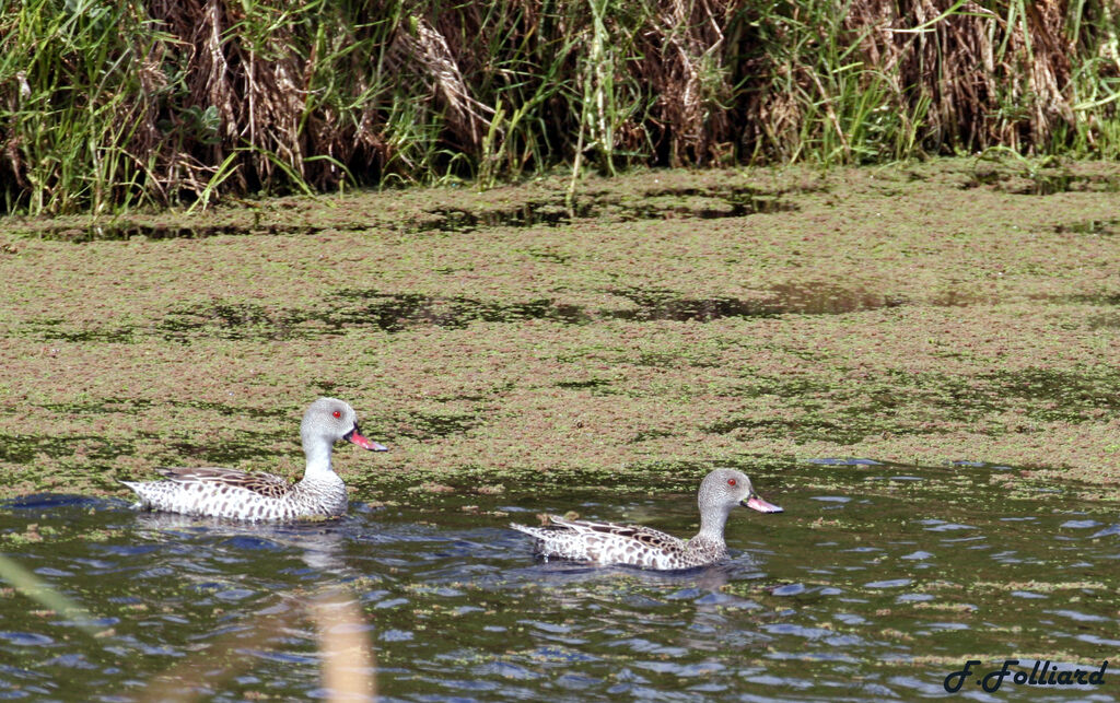 Canard du Capadulte, identification