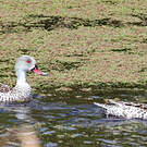 Canard du Cap