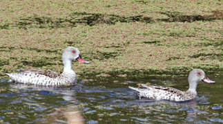 Cape Teal