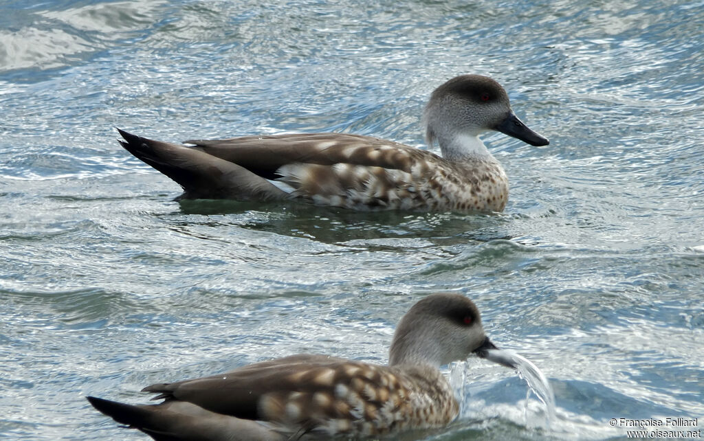 Crested Duck