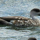 Canard huppé