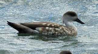 Crested Duck