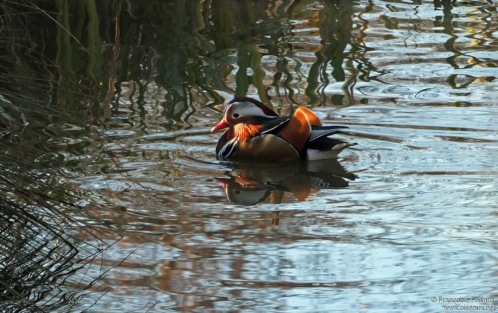 Canard mandarin mâle, identification