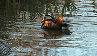 Canard mandarin