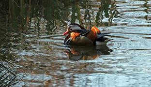 Mandarin Duck