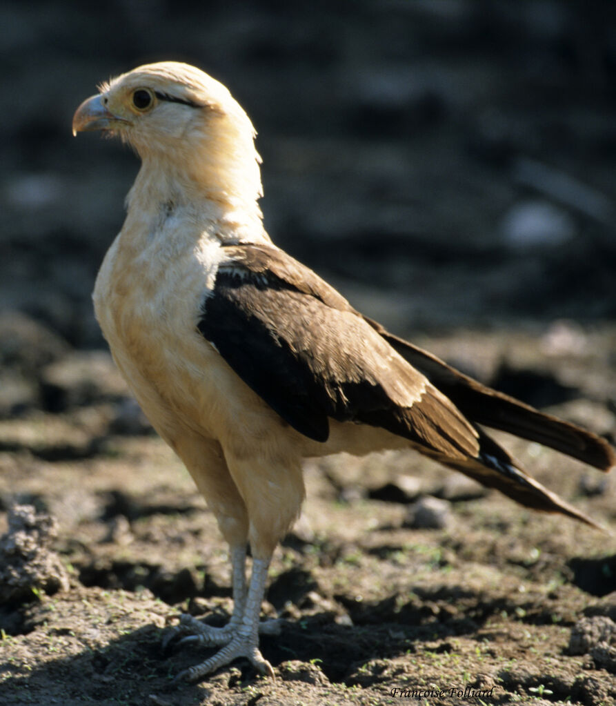 Caracara à tête jauneadulte, identification