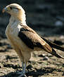 Caracara à tête jaune