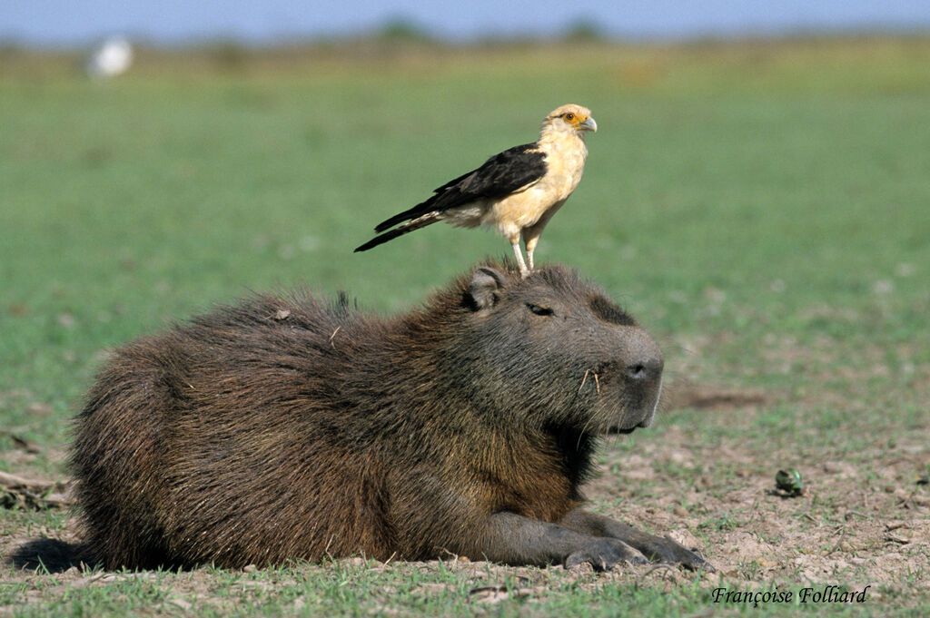 Caracara à tête jaune, régime, Comportement