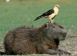 Yellow-headed Caracara