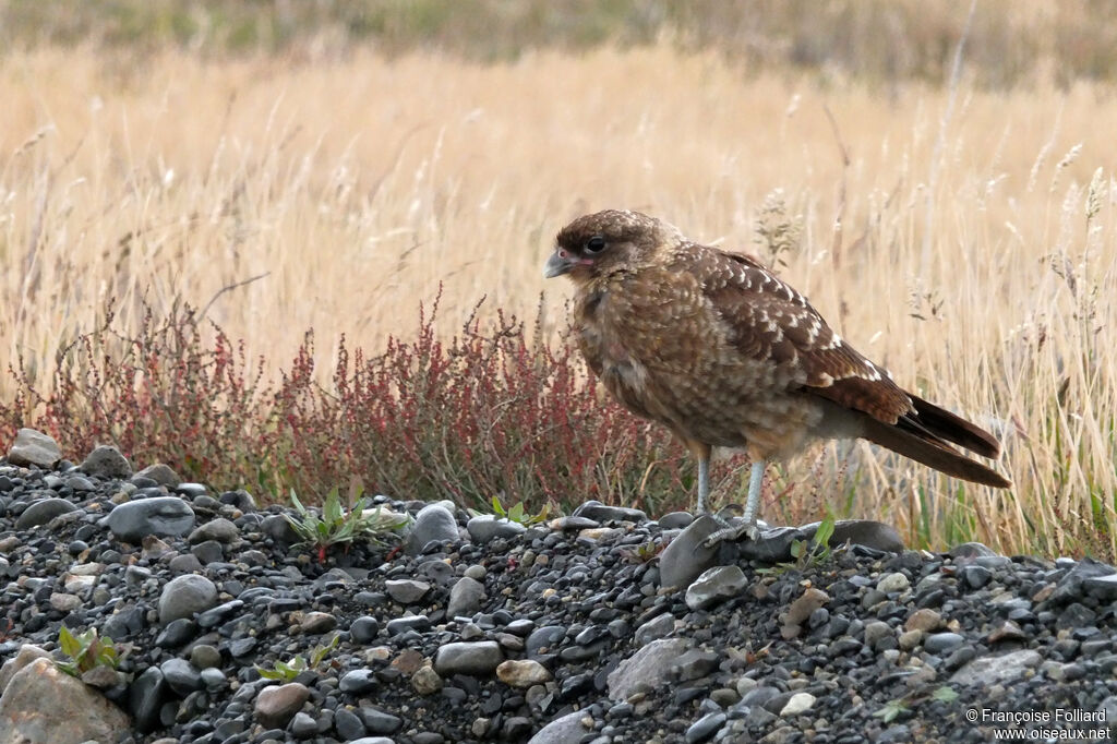 Chimango Caracara